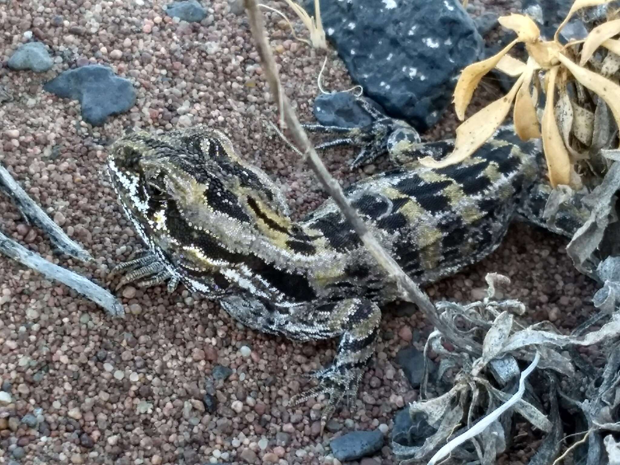 Image of Bell's anole