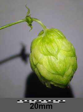 Image of common hop