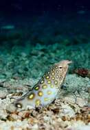 Image of Large-spotted snake eel