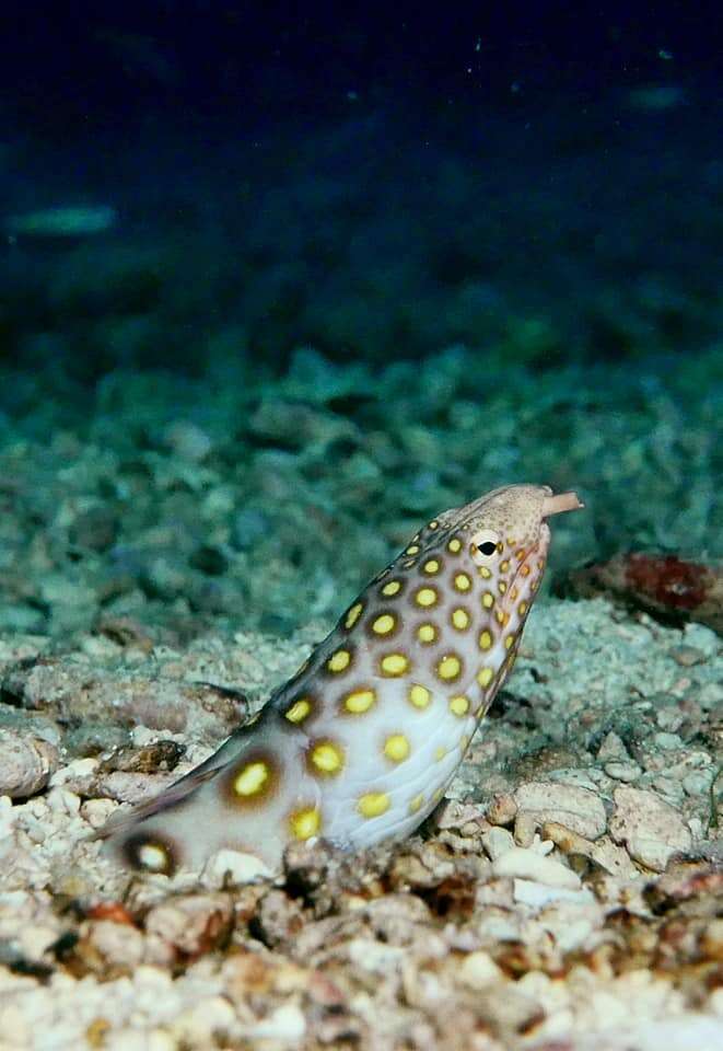 Image of Large-spotted snake eel