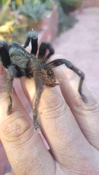 Image of Brachypelma schroederi Rudloff 2003