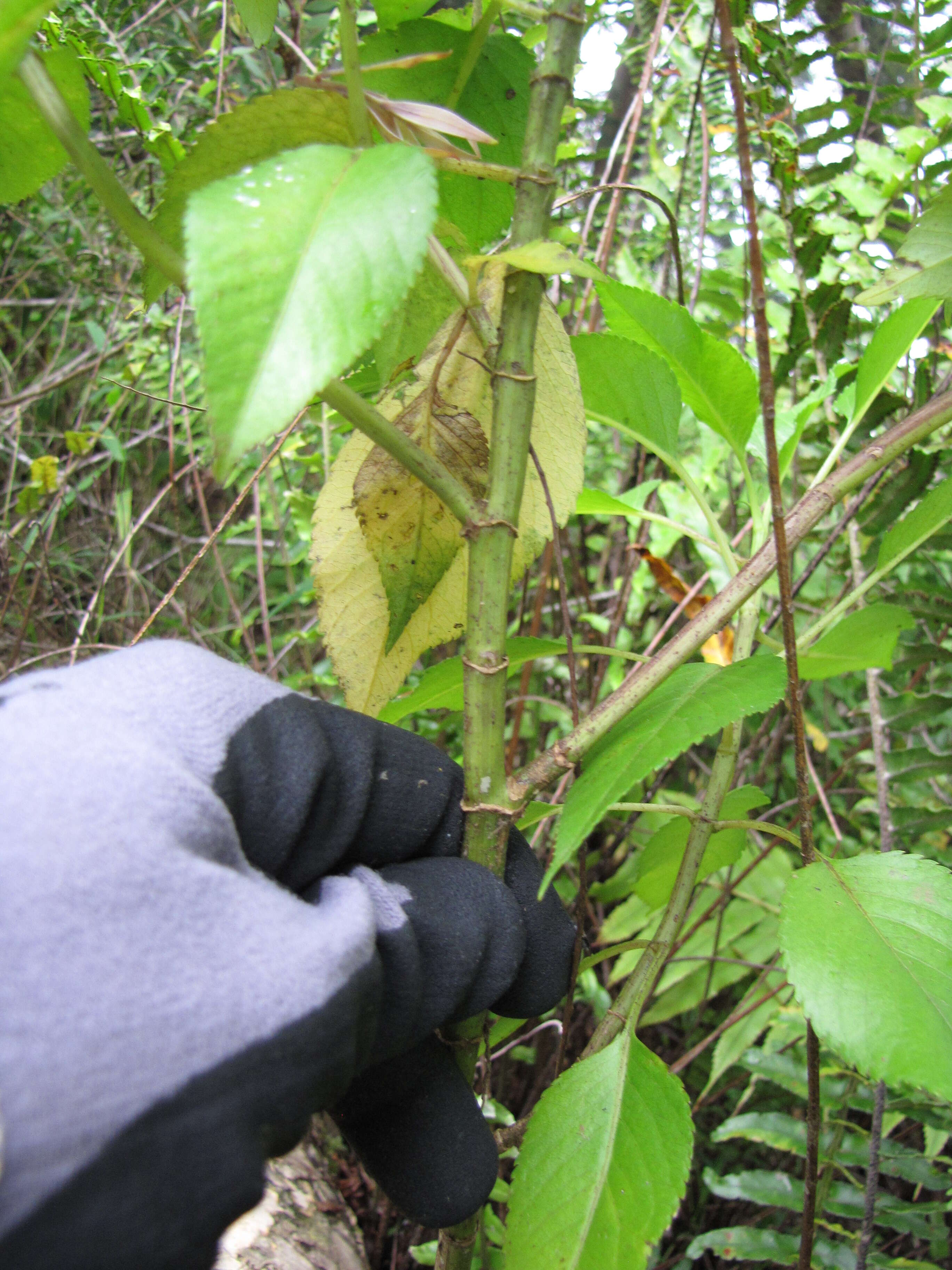 Image of Koko'olau