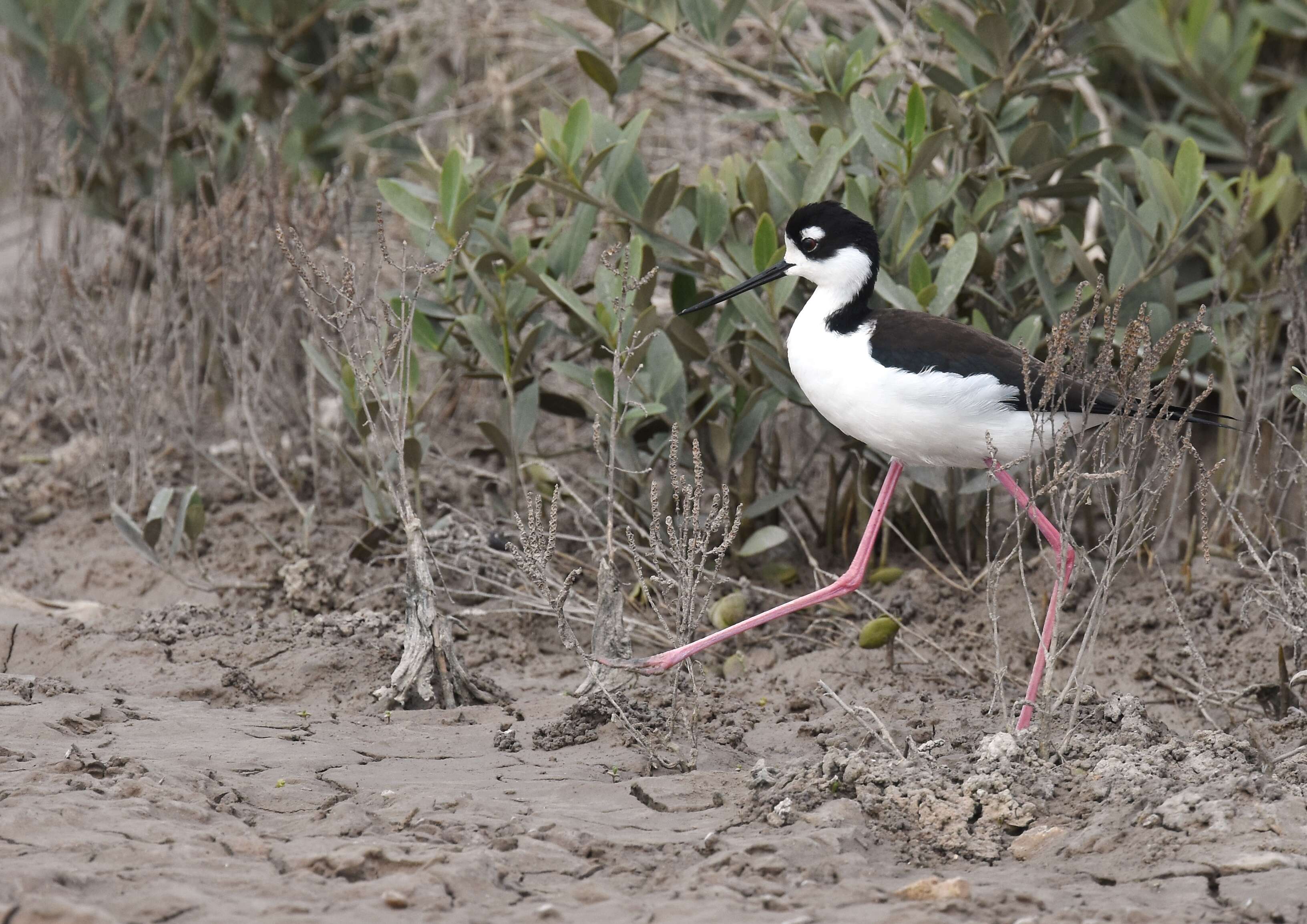 Image of Himantopus Brisson 1760