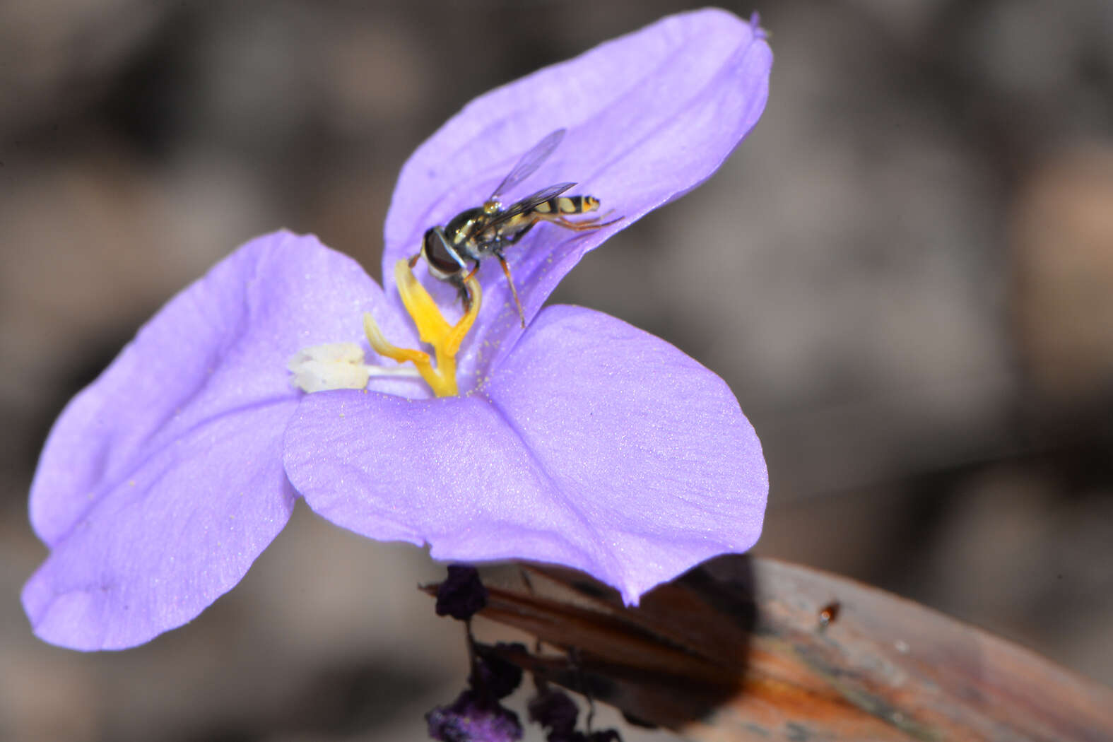 Imagem de Patersonia occidentalis R. Br.