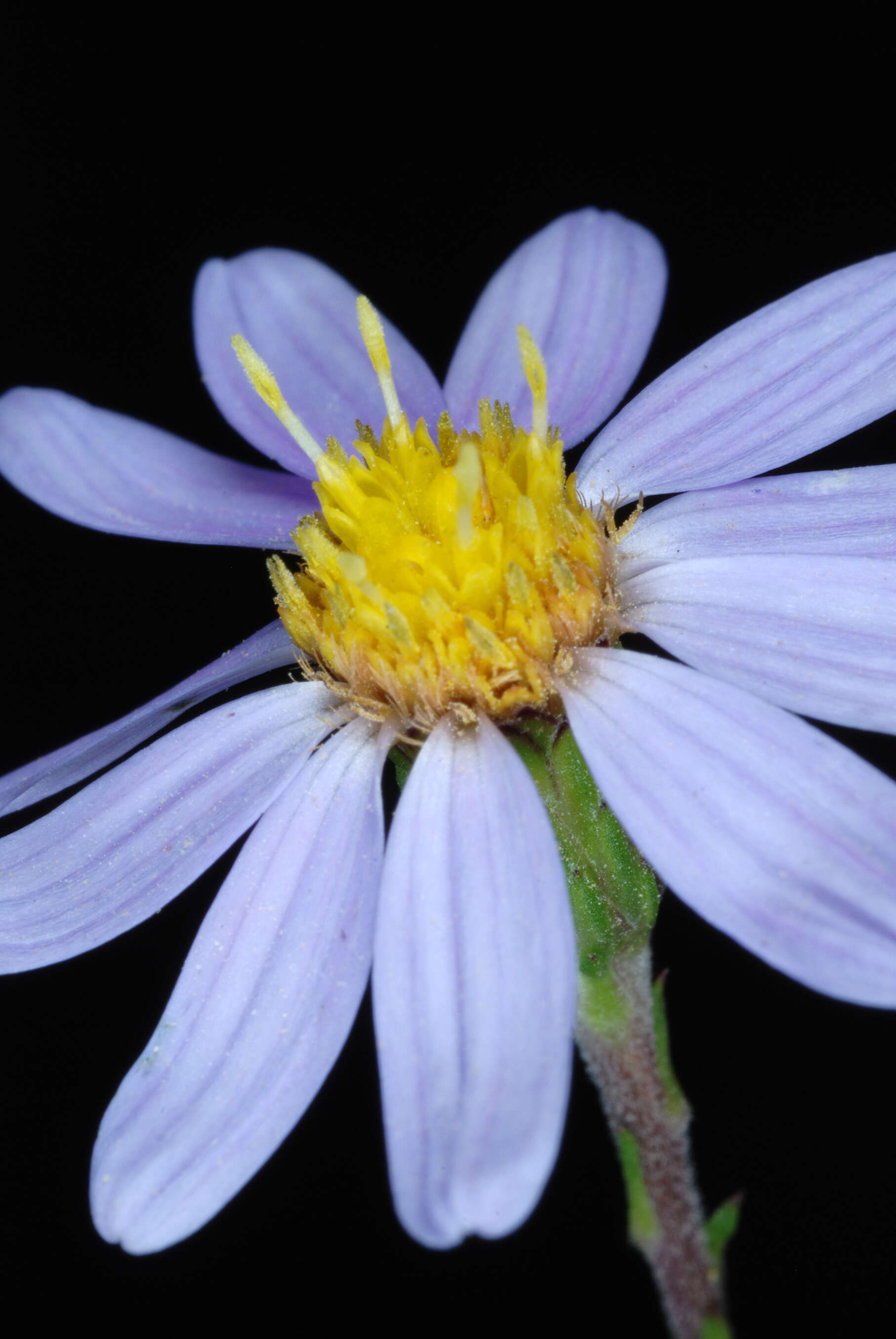 Image of Ionactis linariifolia (L.) Greene