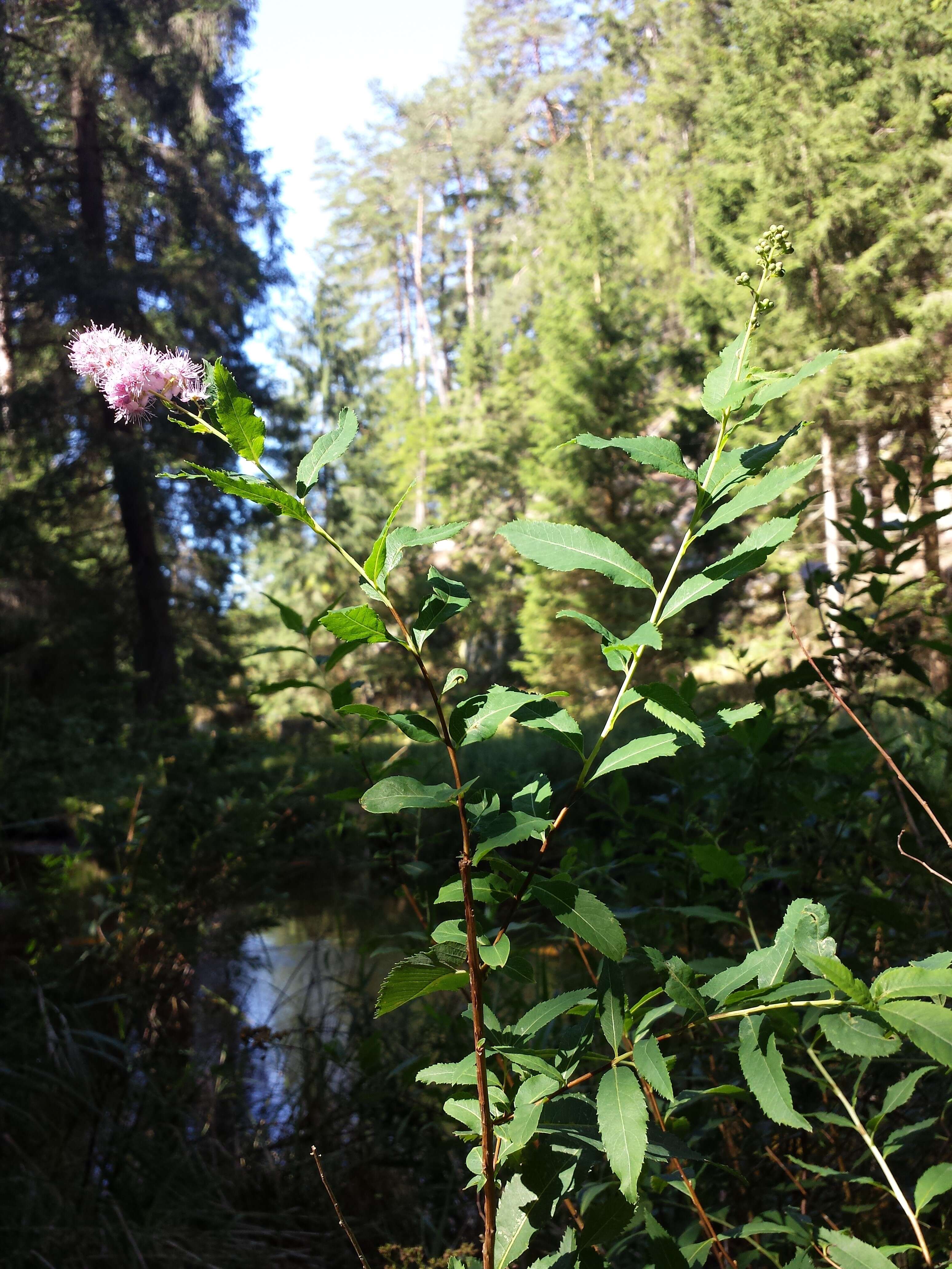 Слика од Spiraea salicifolia L.