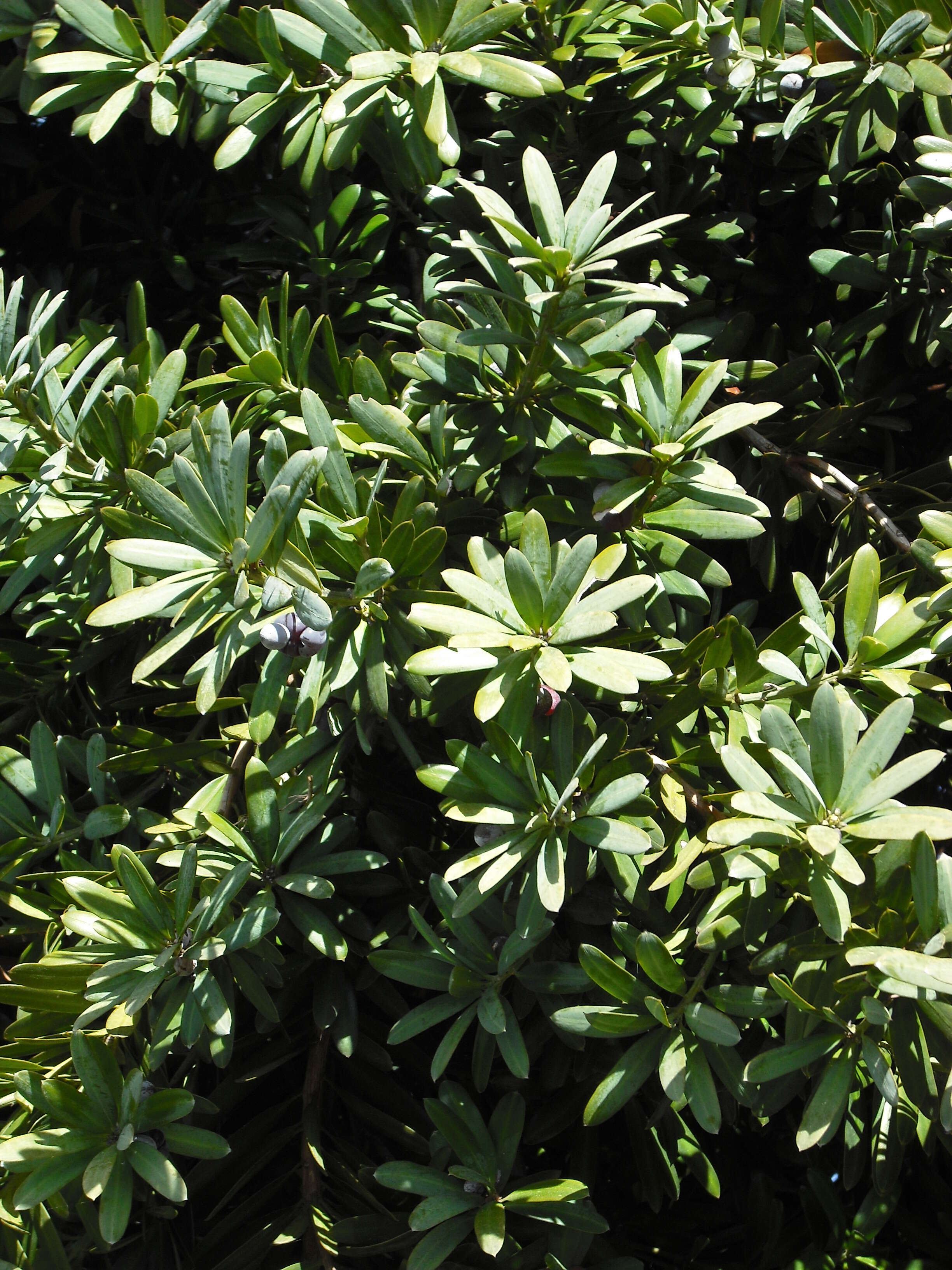 Image of Broad-leaved Yellowwood