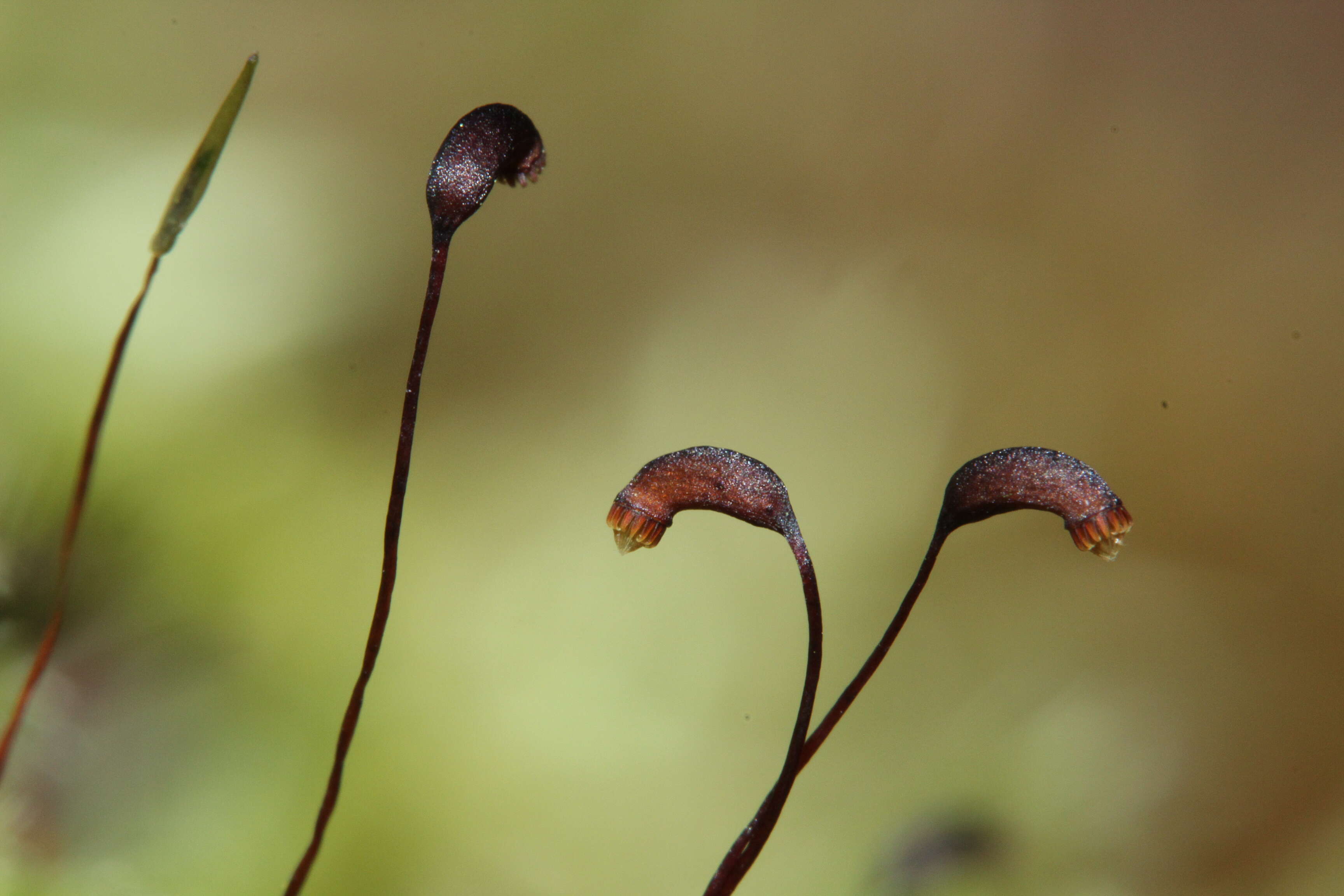 صورة Brachythecium salebrosum W. P. Schimper ex B. S. G. 1853