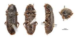 Image of long-toed water beetles