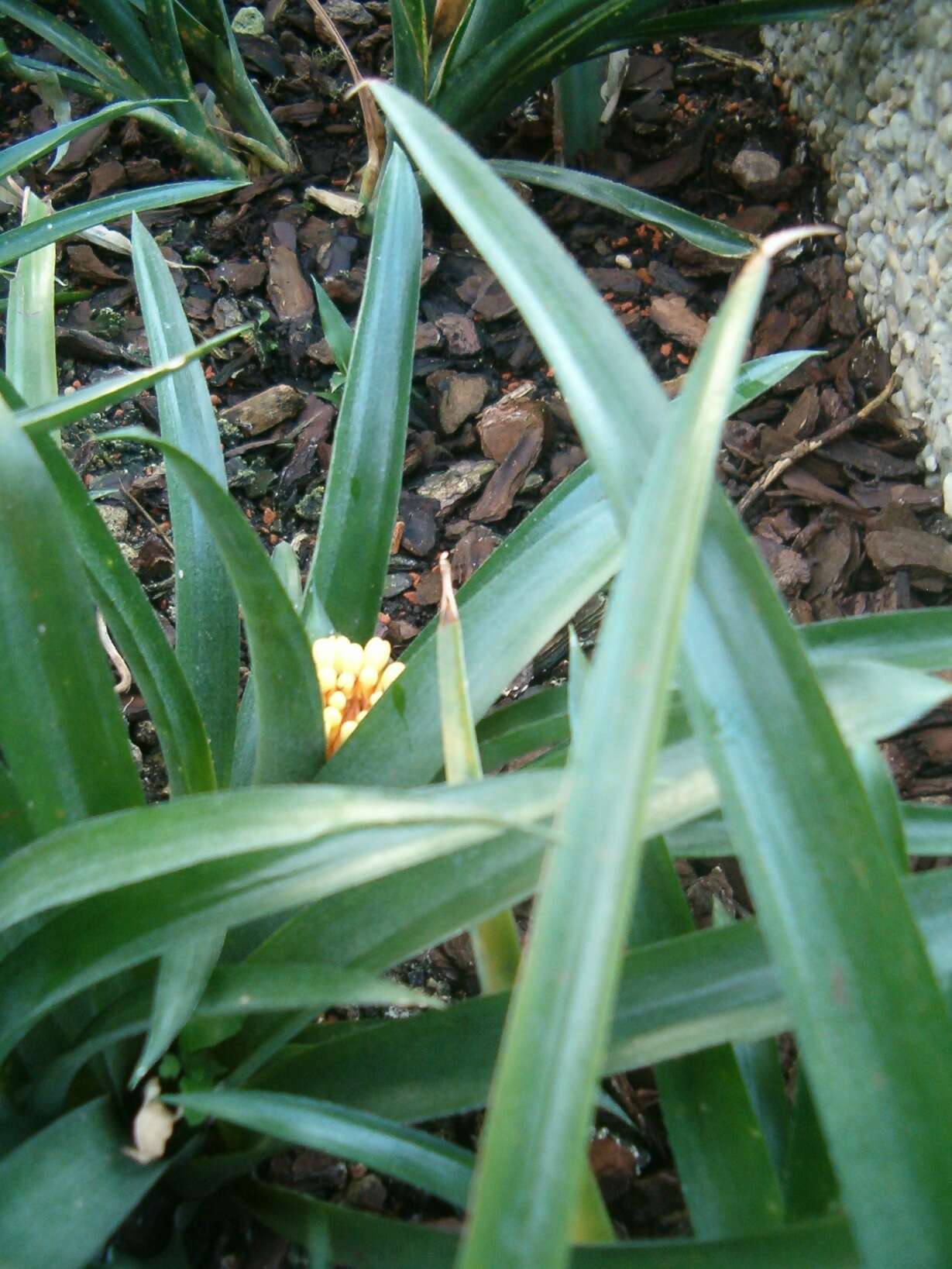 Aechmea pimenti-velosoi Reitz的圖片