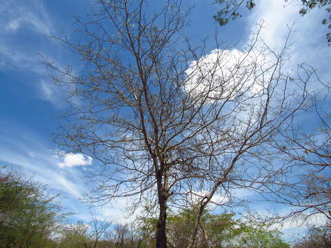 Imagem de Schinopsis brasiliensis Engl.