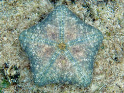 Image of Cushion star