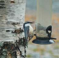 Image of Eurasian Nuthatch