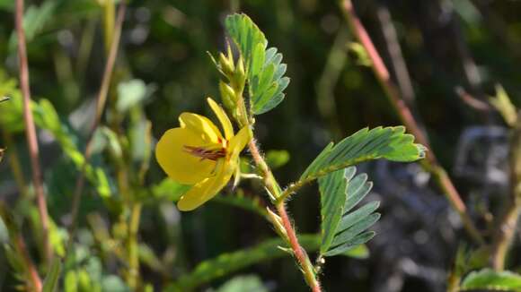 Image of Clouded sulphur