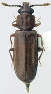 Image of Pediacus subglaber Le Conte 1854