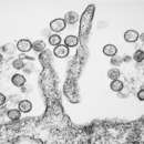 漢坦病毒屬屬的圖片