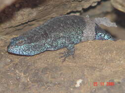 Image of Socorro Island Tree Lizard