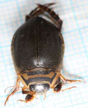 Image of Grooved Diving Beetle