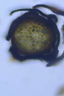 Image of Roth's andreaea moss