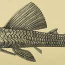 Image of Hypostomus margaritifer (Regan 1908)