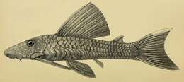 Image of Hypostomus margaritifer (Regan 1908)