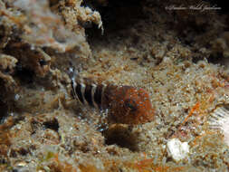 Image of Barred Blenny