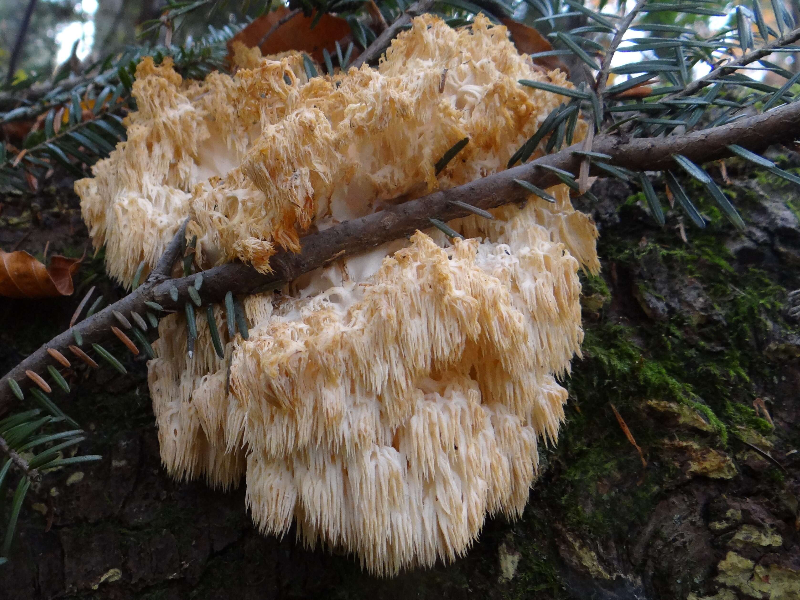 Image of Hericium flagellum (Scop.) Pers. 1797