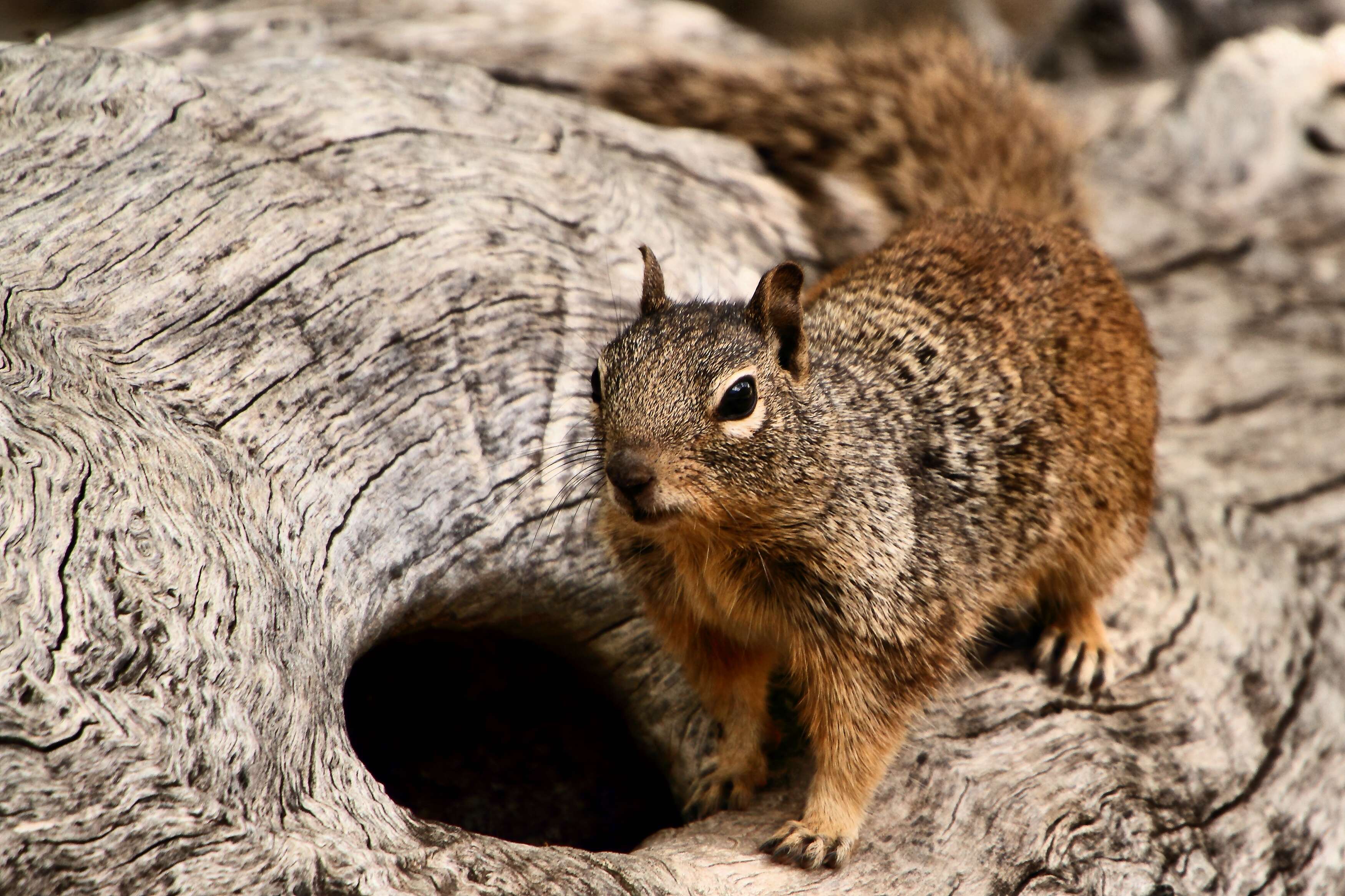 صورة Otospermophilus Brandt 1844