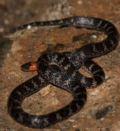 Image of Clark's Ground Snake