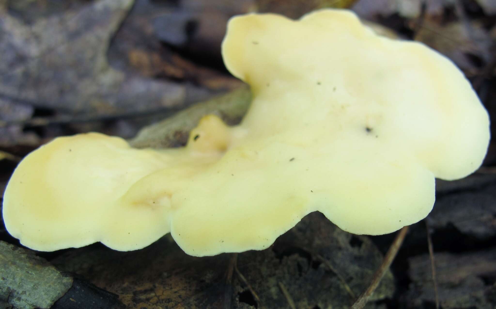 Image of Loweomyces fractipes (Berk. & M. A. Curtis) Jülich 1982