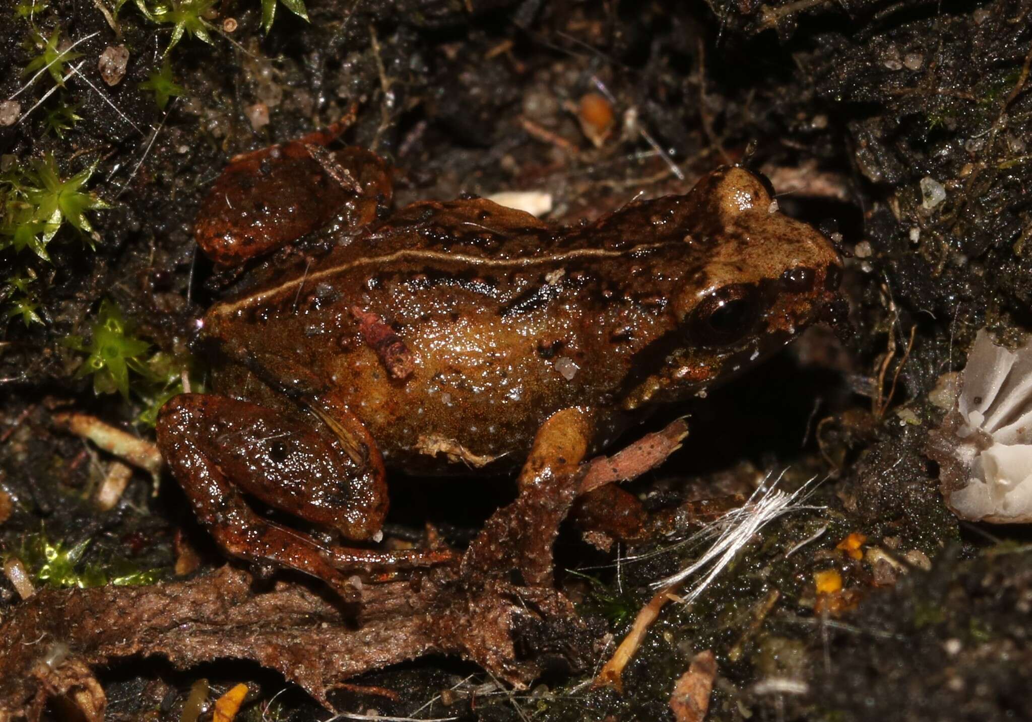 Image of De Villier’s Moss Frog