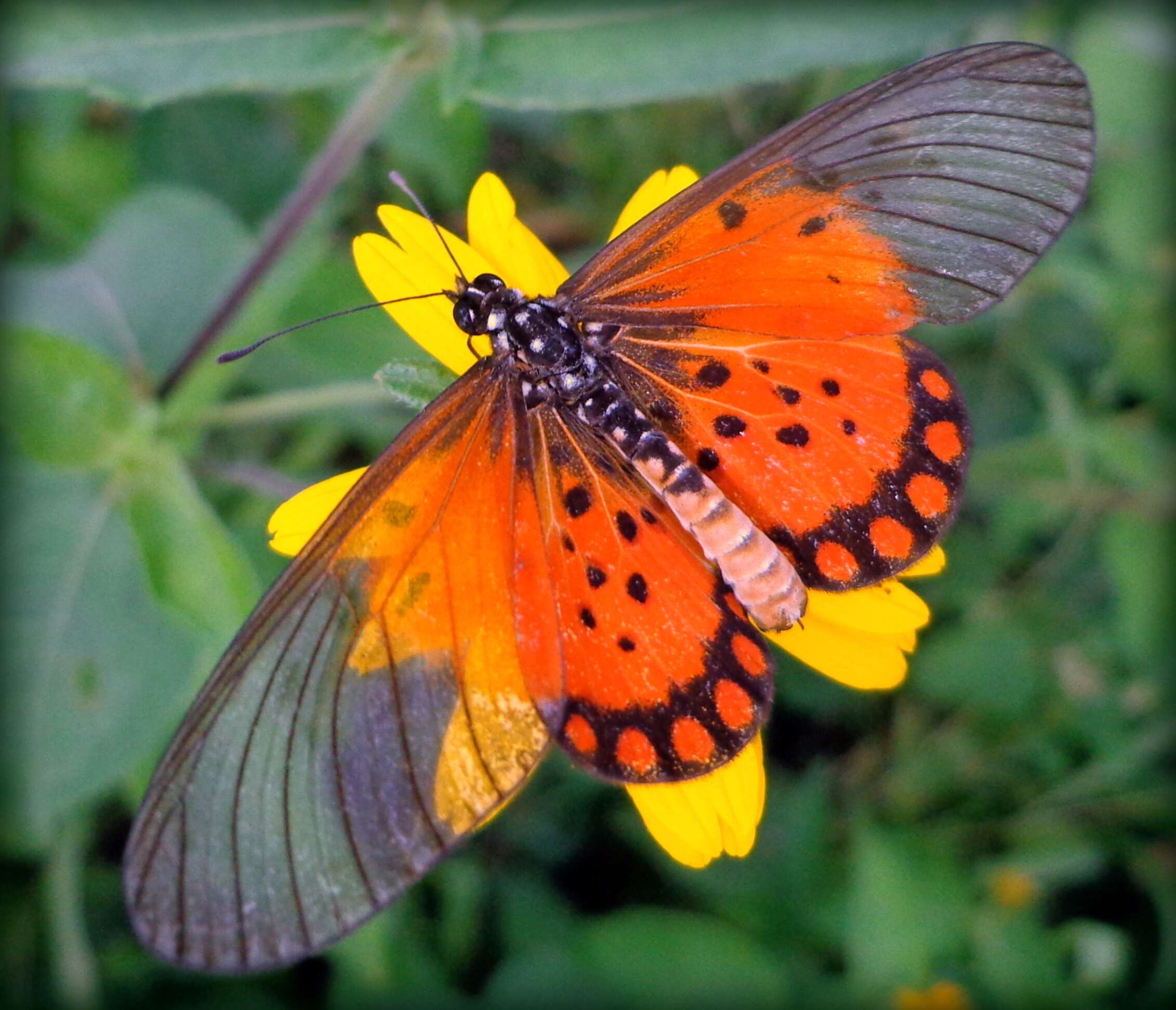 Image of Acraea boopis Wichgraf 1914