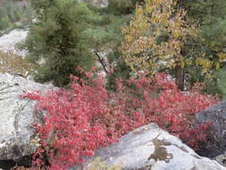 Image of Euonymus fimbriatus Wall.