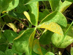 Image of Puccinia oxalidis Dietel & Ellis 1895