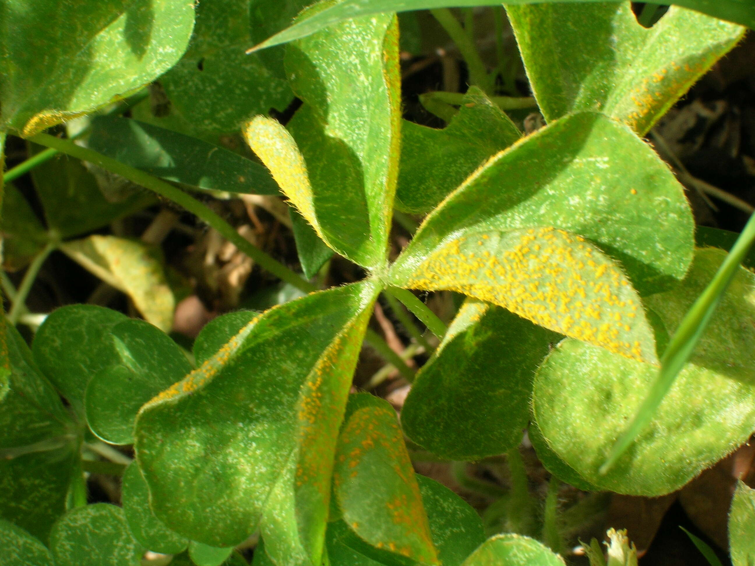 Image de Puccinia oxalidis Dietel & Ellis 1895