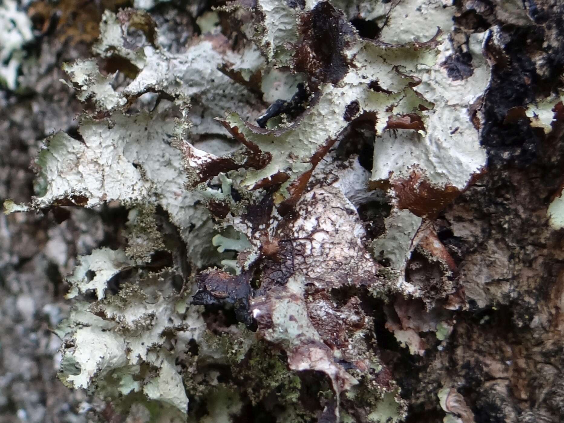 Image of Varied Rag Lichen