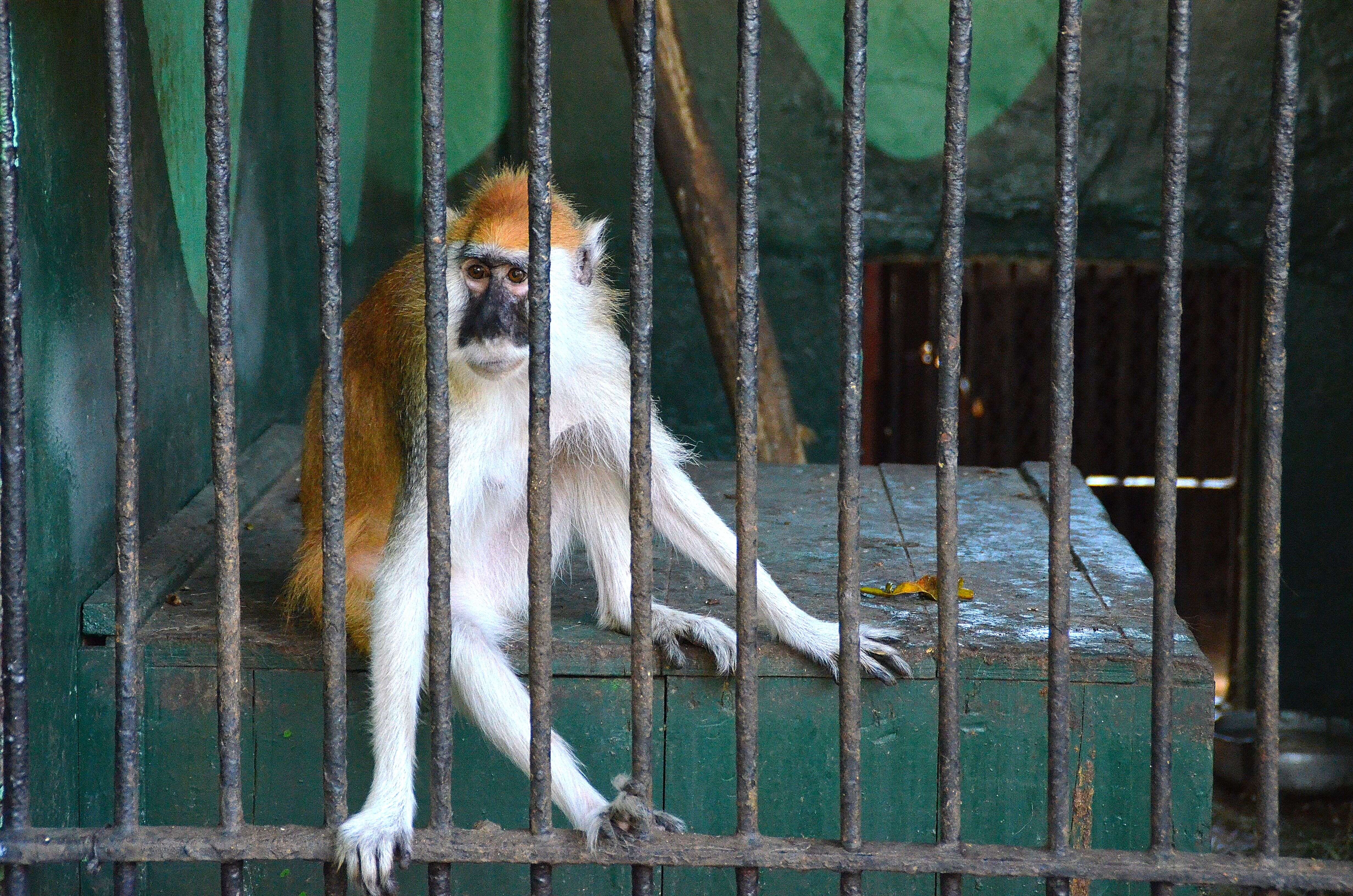 Image of Blue Nile patas monkey