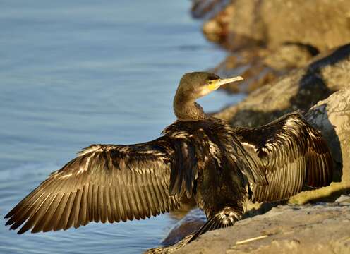 Image of Black Shag