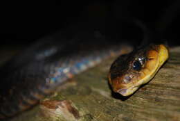 Image of Amazon False Fer-de-lance