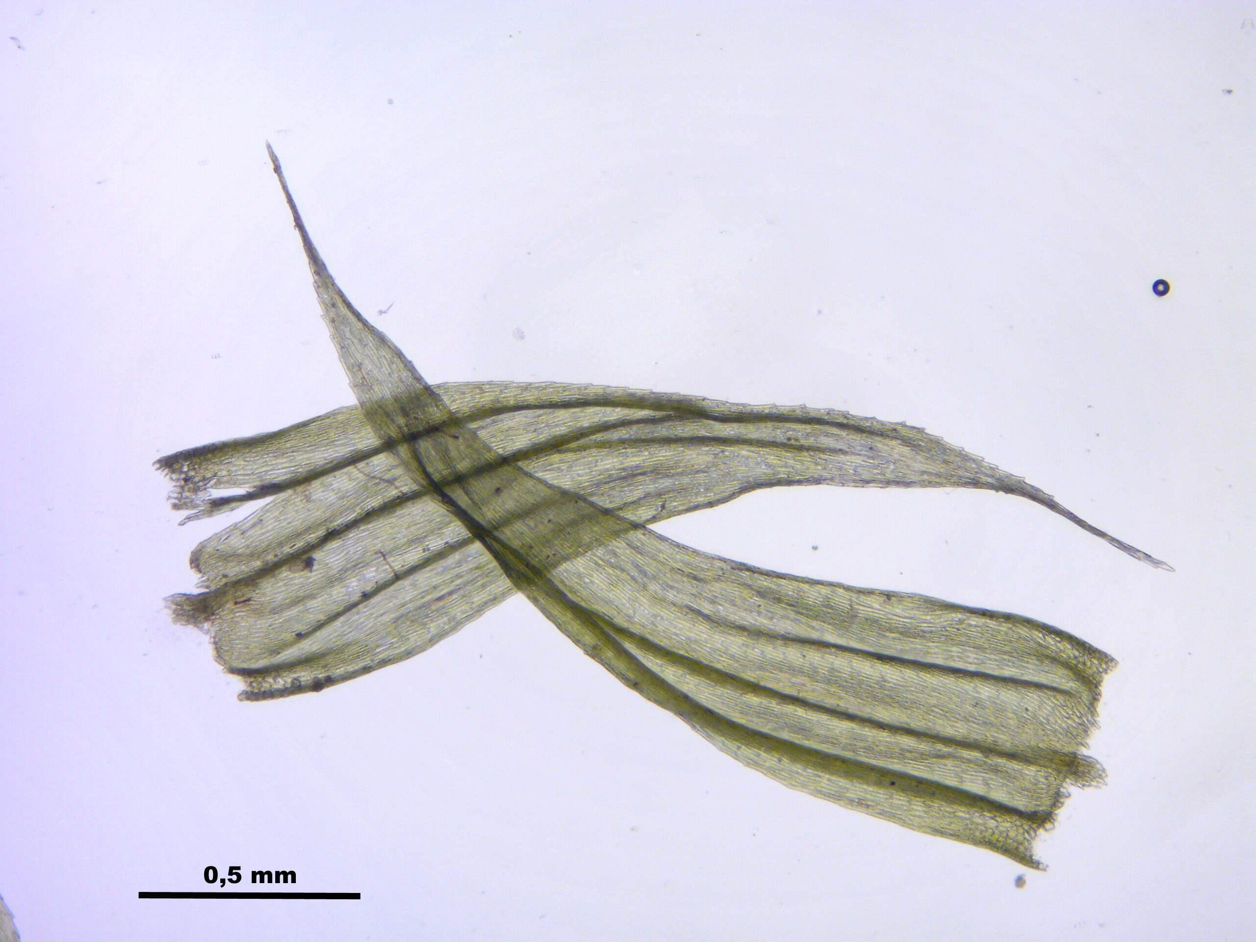 صورة Brachythecium salebrosum W. P. Schimper ex B. S. G. 1853