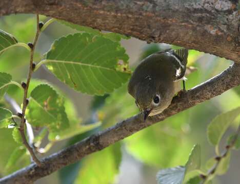 Image of goldcrests and kinglets