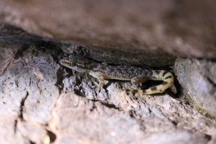 Image of Guerreran Leaf-toed Gecko