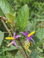 Image of Solanum subinerme Jacq.