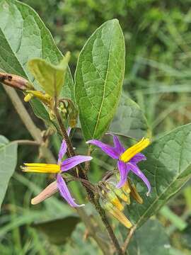 Image of Solanum subinerme Jacq.