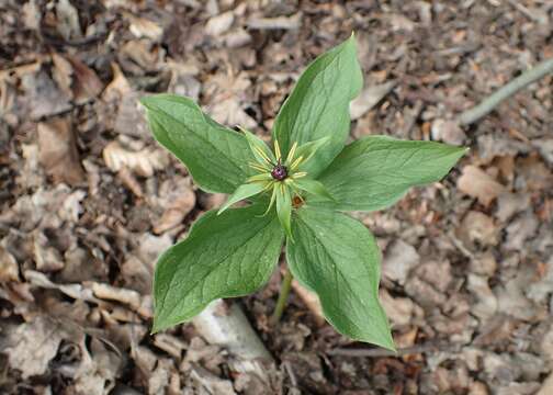 Image of herb Paris