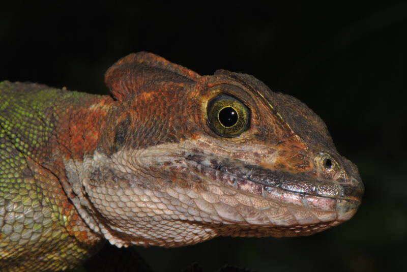 Image of Western basilisk