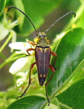 Image of Typocerus acuticauda Casey 1913