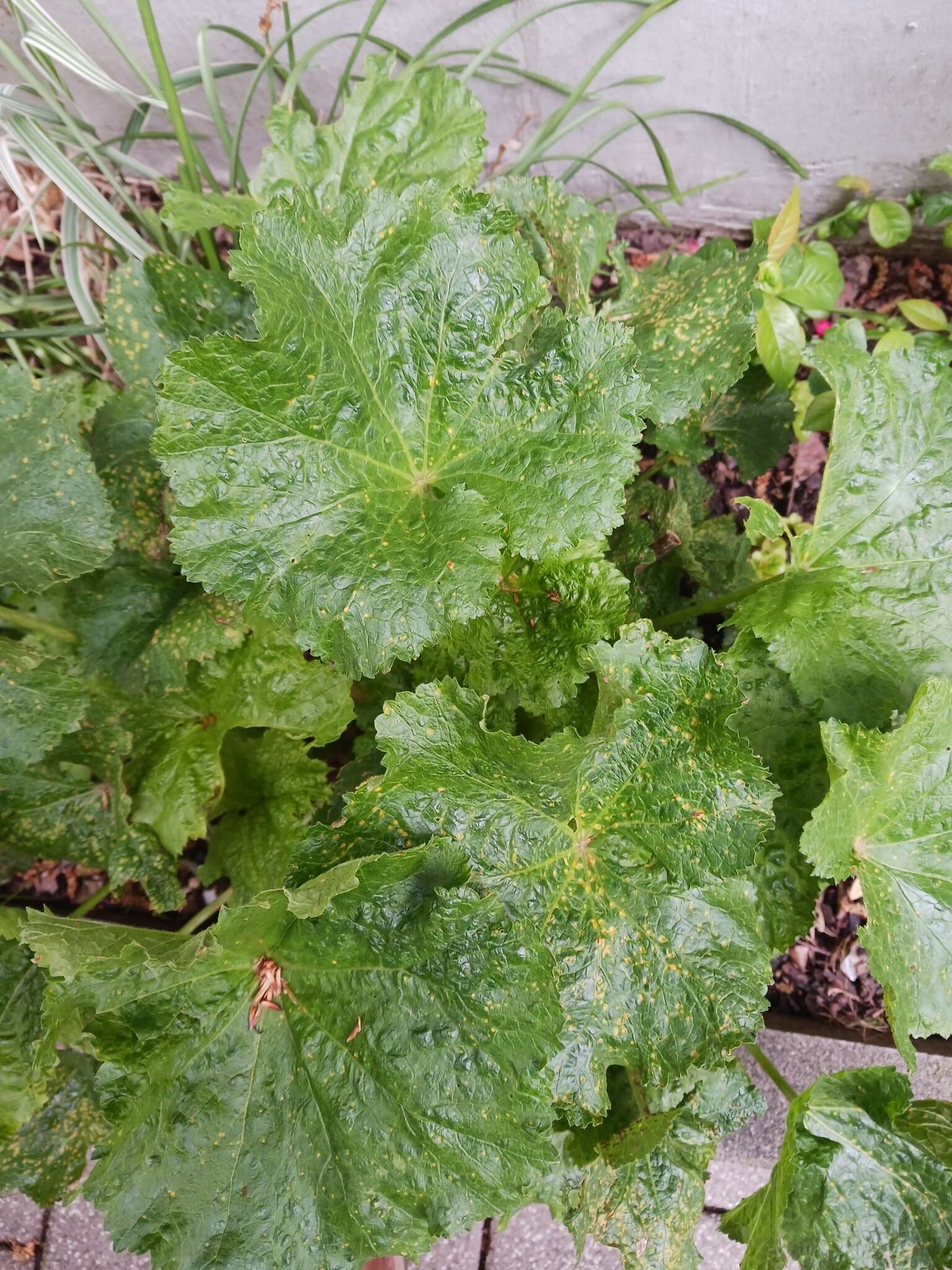 Image de Puccinia malvacearum Bertero ex Mont. 1852