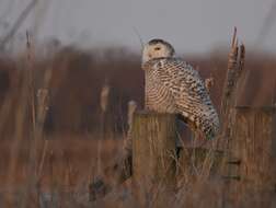 Image of Snowy Owl