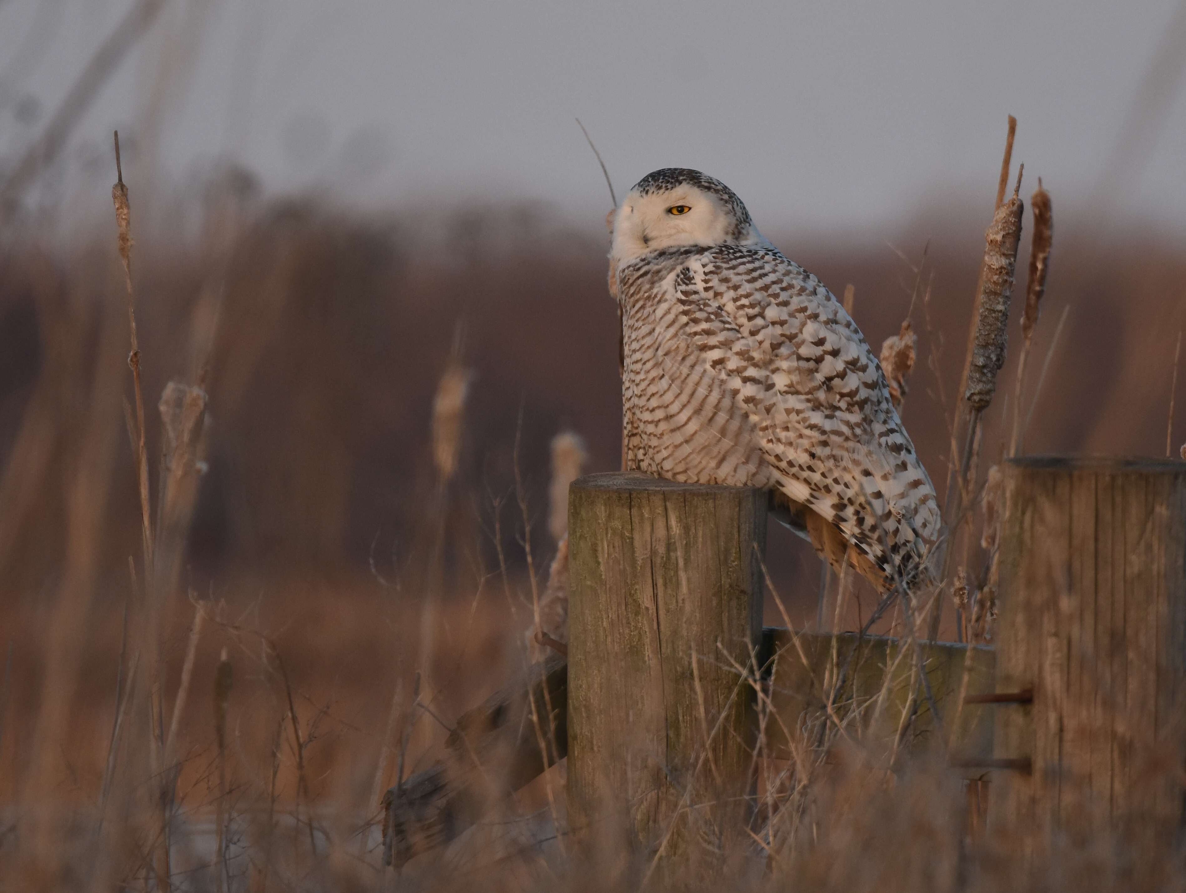 Image of Snowy Owl